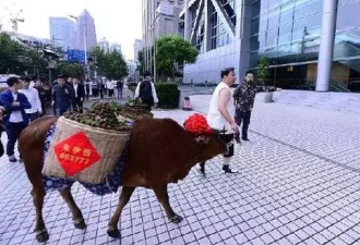 这家公司为庆祝上市 竟带一头牛到上交所走秀