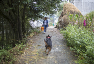 25岁美女山头养土鸡 捉鸡用狗 生活简单充实