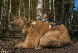 俄美女与巨熊林中“约会” 享受甜蜜温馨时光