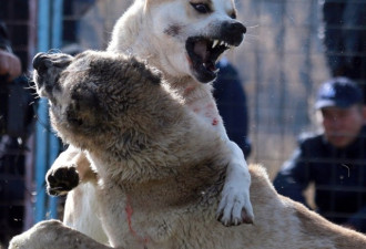 吉尔吉斯斗狗比赛 猎狼犬激烈“厮杀”血染身体