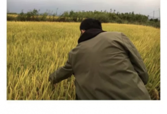 镉大米是什么东西？志愿者揭江西九江污染疑云