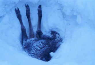 这就是加拿大！1米深的雪里竟倒插着一只Moose