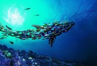 在世界最深海底 发现800万吨的塑料制品