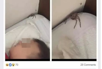 蜘蛛爬上儿子枕头，爸爸不害怕反而发帖感谢它