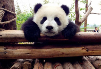 成都大熊猫抵丹麦，将在异乡“为国卖萌”15年