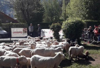 萌！在法国，有15只羊登记入学成了“小学生”