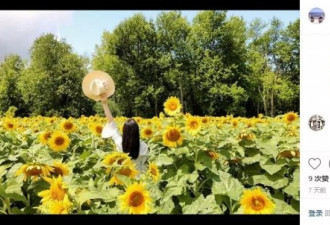 美出天际！安省几个向日葵花田陆续开放！