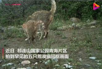 最不为人知的猫科动物：中国特有荒漠猫