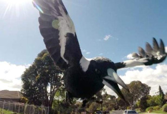 澳洲“恐怖之鸟”攻击人事件高达3700起！