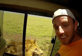 男子开车窗偷摸狮子 下一秒遭狮吼被吓傻