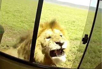 男子开车窗偷摸狮子 下一秒遭狮吼被吓傻