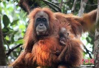 最老苏门答腊猩猩62岁高龄去世 后代遍布全球