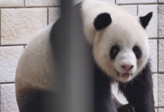 武汉大熊猫疑遭受虐待，生殖器被脱毛