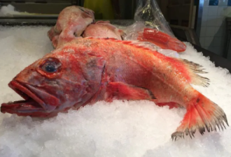 在加拿大买鱼也要当心！至少1/4的鱼被标错品种