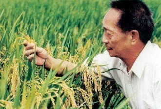 袁隆平超级稻高纬度实验亩产超1000公斤