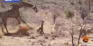 雌长颈鹿护崽无望 狮群凶狠取食幼崽