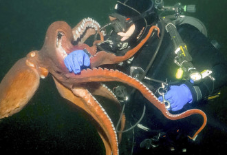加拿大男子潜水被章鱼当成猎物 死死纠缠