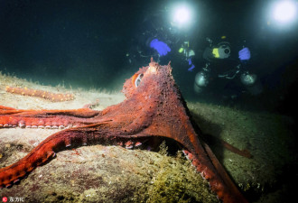 加拿大男子潜水被章鱼当成猎物 死死纠缠