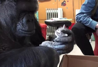 会手语的大猩猩可可去世，享年46年