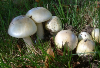 吃了家人采的野生蘑菇 加拿大三岁男童中毒身亡