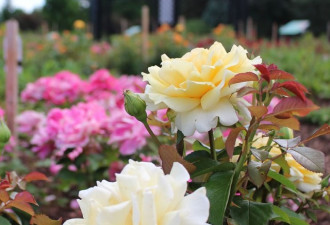 安省最大玫瑰花园今日向公众开放