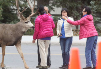 华人来加拿大旅游乱喂动物 挨罚后说不懂英文