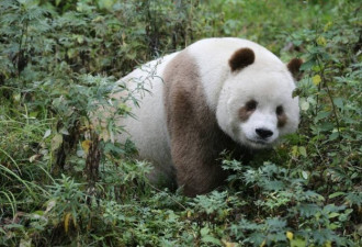 全球现存唯一棕色大熊猫：每天吃40公斤竹子