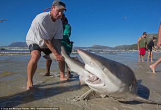 南非渔民勇救落网鲨鱼 拽尾巴拖回大海