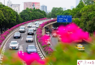 簕杜鹃盛放 航拍广州高架桥“紫红花道”