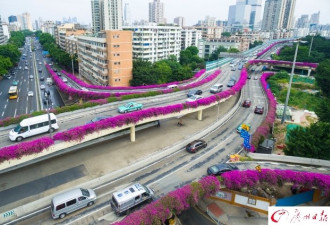 簕杜鹃盛放 航拍广州高架桥“紫红花道”