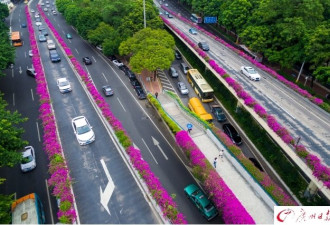 簕杜鹃盛放 航拍广州高架桥“紫红花道”