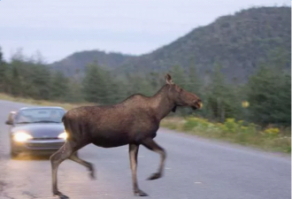 加拿大式重口味：80分钟接连5辆车撞Moose！