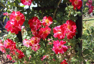 养花种草系列243：玫瑰专家谈玫瑰培育