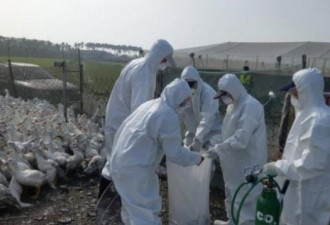 中国通报 青海出现H5N1禽流感疫情