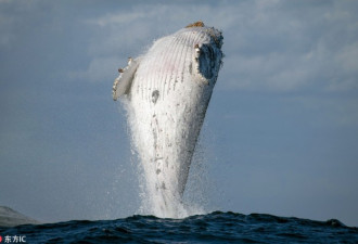 20吨重座头鲸跃出水面 身体与海面垂直画面罕见