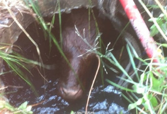 水牛离奇失踪 三天后“浮”出枯井 被消防救出