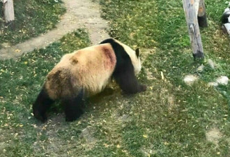 兰州动物园被曝虐待熊猫 遍体鳞伤 林业局回应
