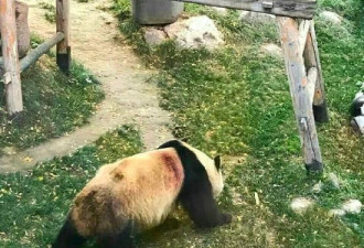 兰州动物园虐待熊猫？国家林业局:正调查了解