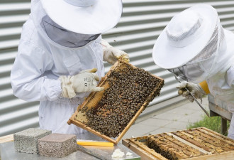 中国蜂蜜玩残WTO 川普铁了心加税