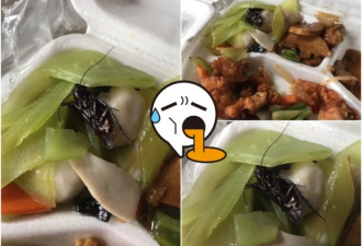 大学食堂饭盒现蟑螂 网民：补充蛋白质