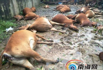 台风重创海南 31头牛被电死 居民抽水自救