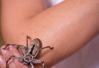 女昆虫学者家里养剧毒蜘蛛 还给雌蛛找“男友”