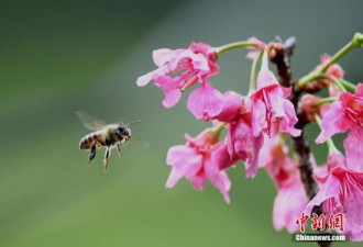 美国蜜蜂种群持续萎缩 研究:气候变化或是主因