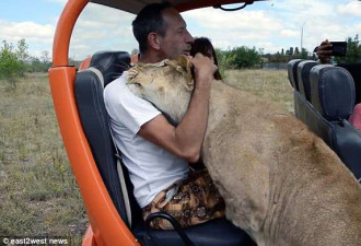 招架不住!俄动物园母狮子对游客上演撒娇戏码