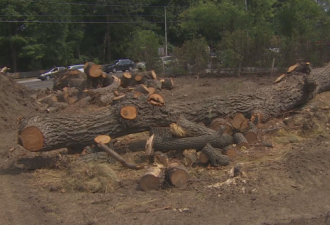 砍掉北约克40棵大树 发展商被罚15万