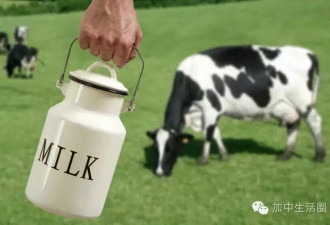 加拿大普通牛奶和有机牛奶究竟有什么区别？