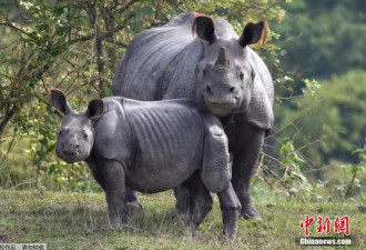 尼泊尔将向中国赠送2只独角犀牛