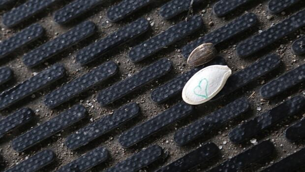 Pumpkin seeds