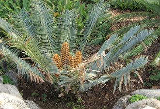 养花种草系列248：苏铁 Sago Palm