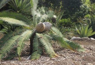 养花种草系列248：苏铁 Sago Palm